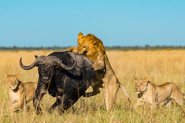 Lions on the attack