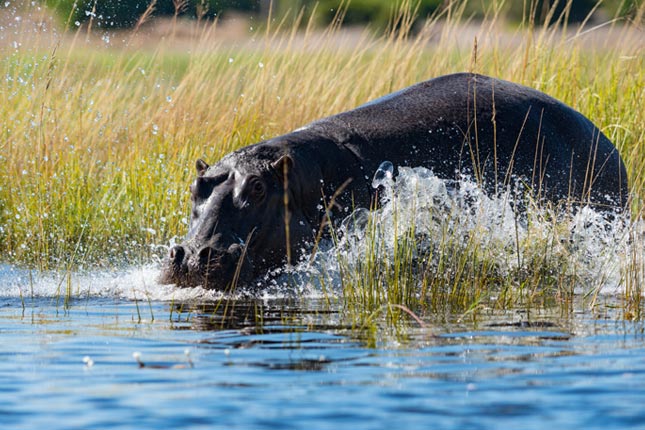 Moremi Hippo