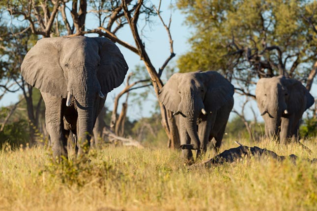 Mature Savuti elephant