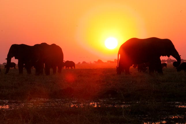 Beautiful Chobe Sunset