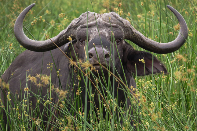 A weary Moremi Buffalo bull