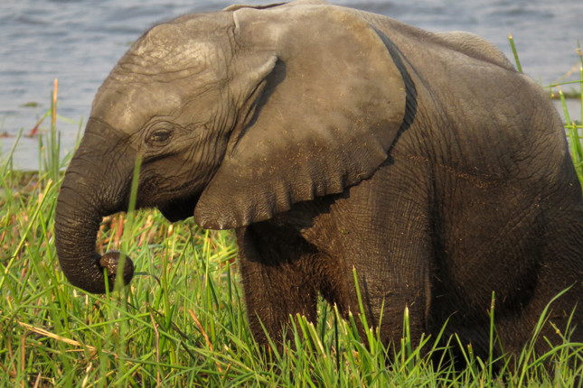 Cute baby elephant feeding