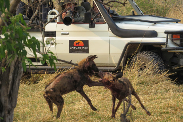 What a painted dog sighting