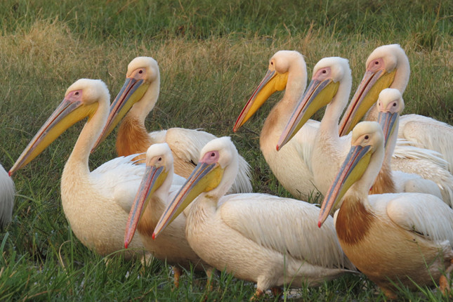 Pelicans stop-over in the Delta