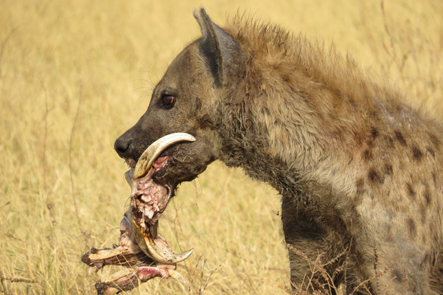 Hyena sighting