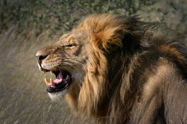 Mature Savuti Lion