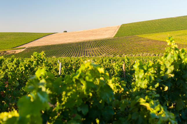The stunning Cape & Jordan vinyeards